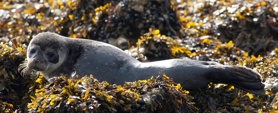 Single common seal looking at the camera on an island covered in seaweed in Kenmare Bay County Kerry Ireland