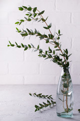 spring with morden herbal branches of eucalyptus in glass vase  on light background. Home decor.
