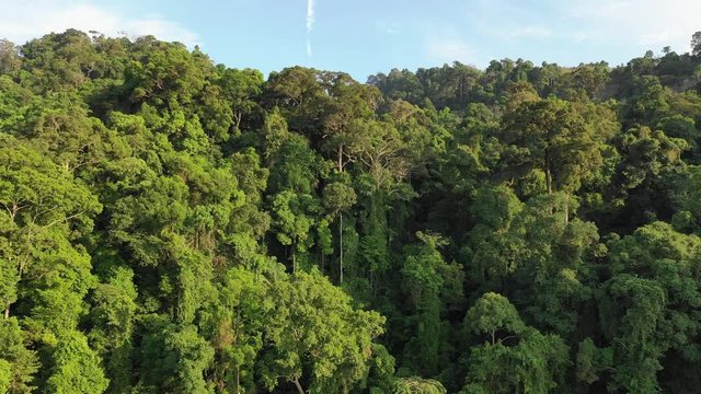 Aerial footage rainforest in Sumatra, Indonesia 