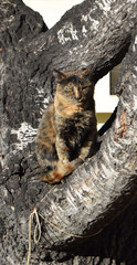 Fototapeta premium cat & tree