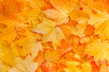 Background group autumn orange leaves. Close up. Outdoor.