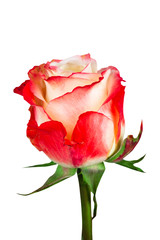 Beautiful multicolored rose isolated on white background.