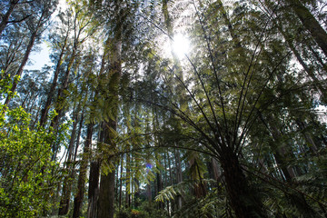 Fototapeta premium Forest nature