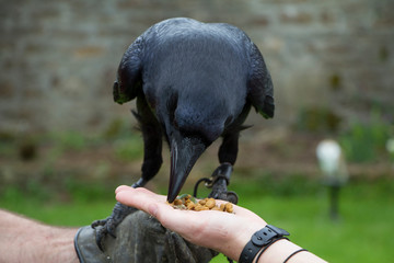 Raven eating out of a woman's hand while being held by the handler with a glove