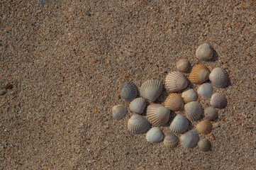 Fototapeta na wymiar sand, shells