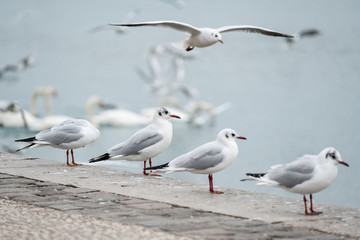 Mouettes sur les berges du Rhône à Lyon