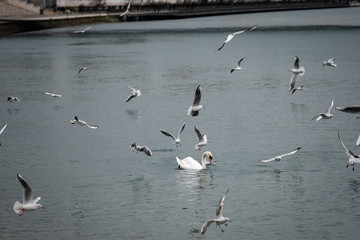 Mouettes et un cygne sur le Rhône à Lyon