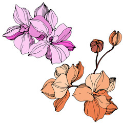 Vector Orange and pink orchid. Floral botanical flower. Engraved ink art. Isolated orchid illustration element.