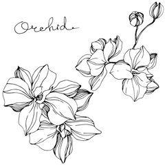 Vector Orchid floral botanical flower. Black and white engraved ink art. Isolated orchid illustration element.
