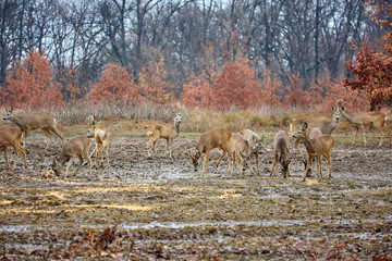Roe deer and bucks