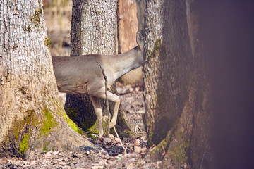 Roe deer hiding