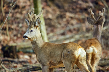 Roe deer and buck in the forest