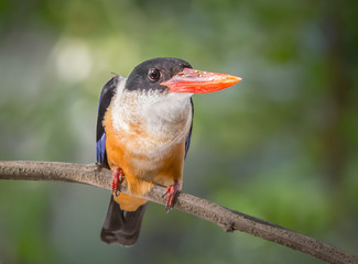 Black-capped Kingfisher (Halcyon pileata) on branch tree.