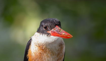 Black-capped Kingfisher (Halcyon pileata) on branch tree.