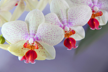 Beautiful orchid or Orchidaceae. Mainly white with a purple background.