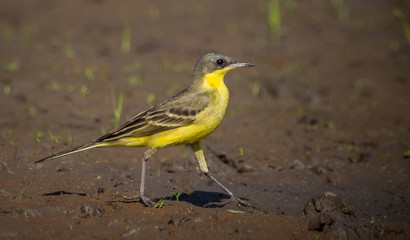 Eastern Yellow Wagtail (Motacilla flava) Walking on the ground.