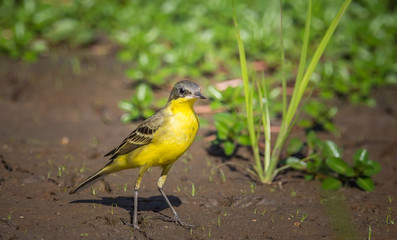Eastern Yellow Wagtail (Motacilla flava) Walking on the ground.