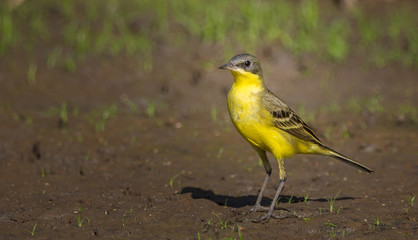 Eastern Yellow Wagtail (Motacilla flava) Walking on the ground.