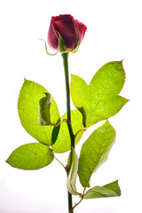 Obraz premium Valentine's day background
