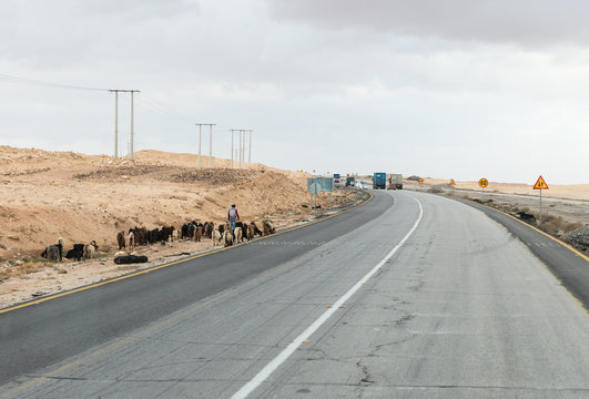 A shepherd leads a small herd of goats along the side the intercity route near Maan city in Jordan