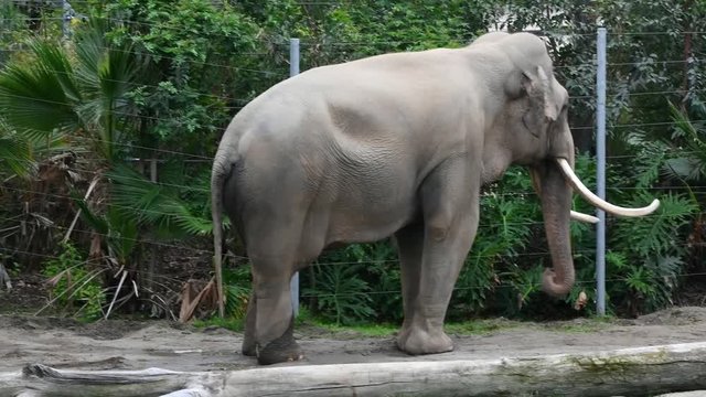 The first zoo, called the Griffith Park Zoo, opened in 1912 and was located about two miles (3.2&not;&dagger;km) south of the current zoo site until it was closed in August 1966.