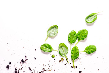 Basil leaves and ground. Organic ingredient concept