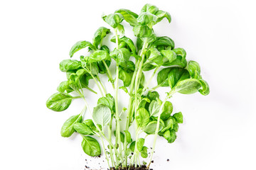 Basil seedling with ground isolated