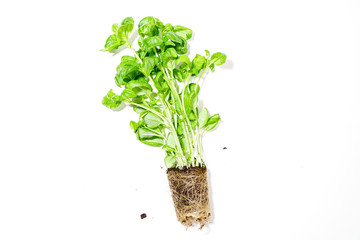 Naklejka premium Basil seedling with ground isolated