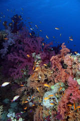 Fototapeta na wymiar Thomas Reef EG-13