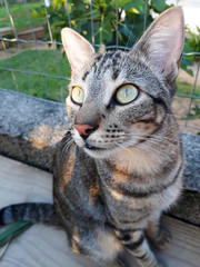 Gato tigrado olhos verdes