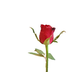 Obraz premium red rose isolated on white background