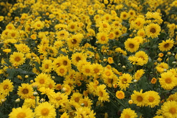 Chrysanthemum Indicum Linn flowers