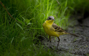  Eastern Yellow Wagtail (Motacilla flava) on green grass