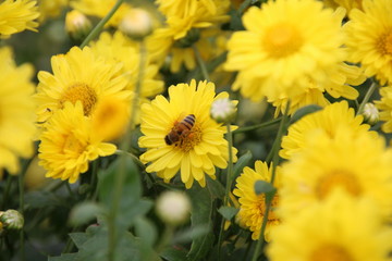 Chrysanthemum Indicum Linn flowers