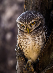 Spotted owlet ( Athene brama ) In the hole on the tree.