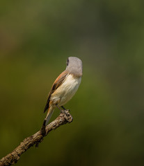Burmese Shrike ( Lanius collurioides ) on the branches of trees.
