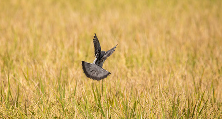 Pigeons fly over rice fields.