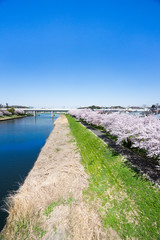 Obraz premium 川岸の桜