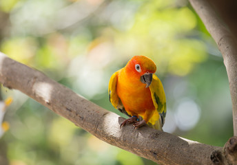 Aratinga solstitialis on banch tree.