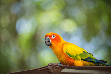 Aratinga solstitialis  (conure) with green background.