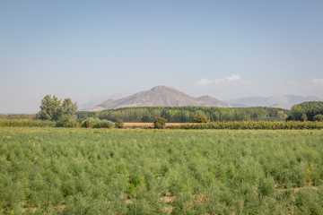 Landscape of some crops in the province of Granada, with mountains in the background, Spain