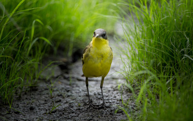  Eastern Yellow Wagtail (Motacilla flava) on green grass