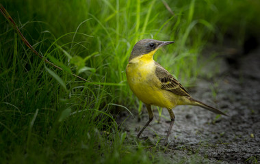  Eastern Yellow Wagtail (Motacilla flava) on green grass