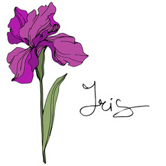 Vector Purple iris flower. Wild spring leaf wildflower. Engraved ink art. Isolated iris illustration element.