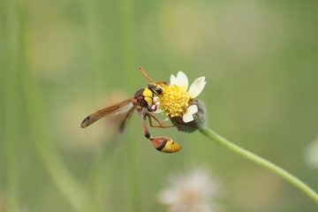 Yellow Potter Wasp sucks flowers in spring