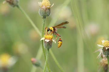 Yellow Potter Wasp sucks flowers in spring