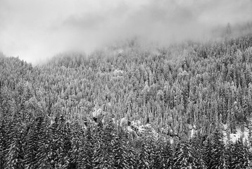 Winterwald im Berchtesgadener Land