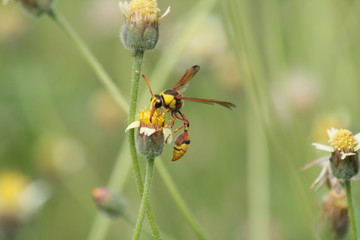 Yellow Potter Wasp sucks flowers in spring