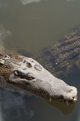 Crocodiles in a zoo