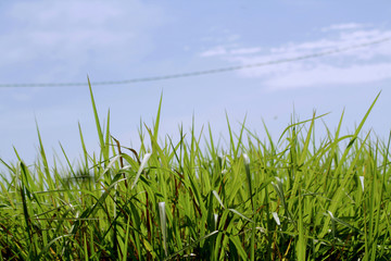 Fototapeta na wymiar Bright blue skies and green grass in summer